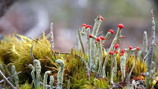 Close-up of grey, cylindrical, erect lichen podetia with red caps (apothecia) between yellow-green moss.