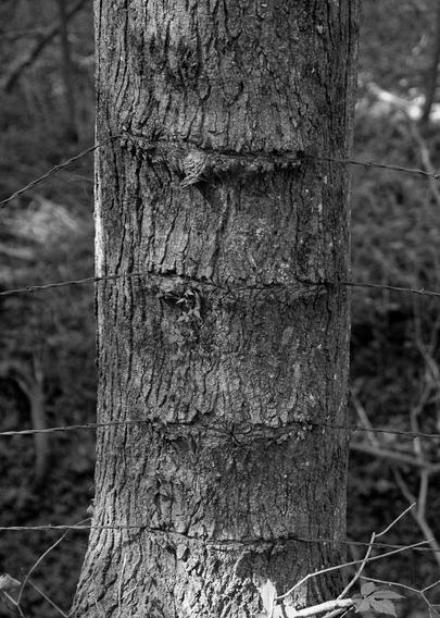 Black and white photo of a sun-dappled tree trunk where the bark of the tree has grown over 4 strands of barbed wire over time. Each strand is still connected to the fence posts adjacent as each wire still has tension.