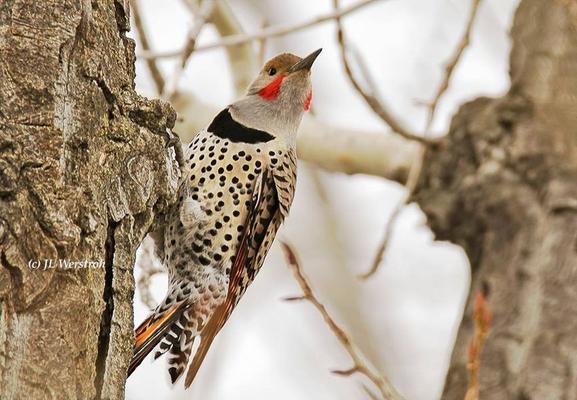 #NorthernFlicker