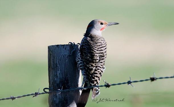#NorthernFlicker