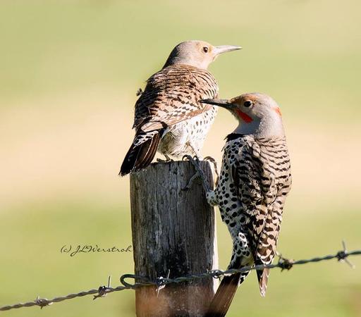 #NorthernFlicker