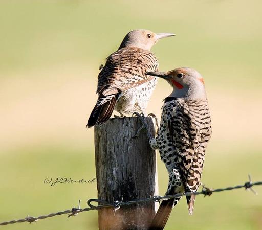 #NorthernFlicker
