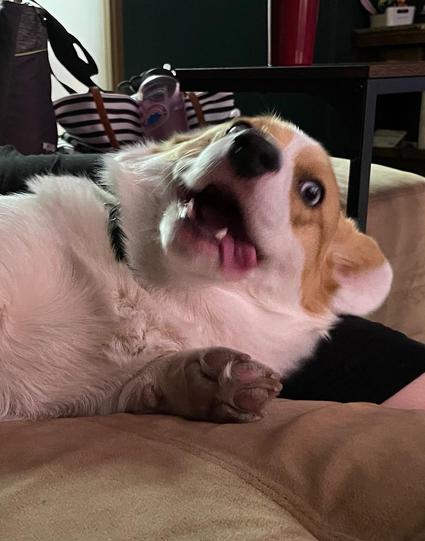 Red & white Pembroke Welsh corgi lying on her side; a front paw is sticking out & her mouth is agape with some derpy side tongue happening