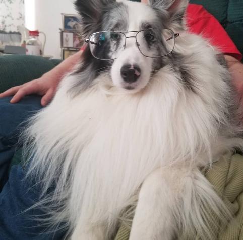 Close-up photo of a Shetland Sheepdog named Ava. She has very long fur and is mostly white, with a few areas of black or gray hair. In this photo, she is sitting next to my husband (not visible) and looking straight at the camera, while also wearing my large-lens prescription eyeglasses.
