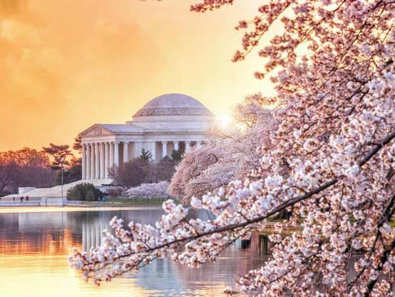 A white monument reflected in the water and framed by the pink blossoms of a Japanese cherry tree.