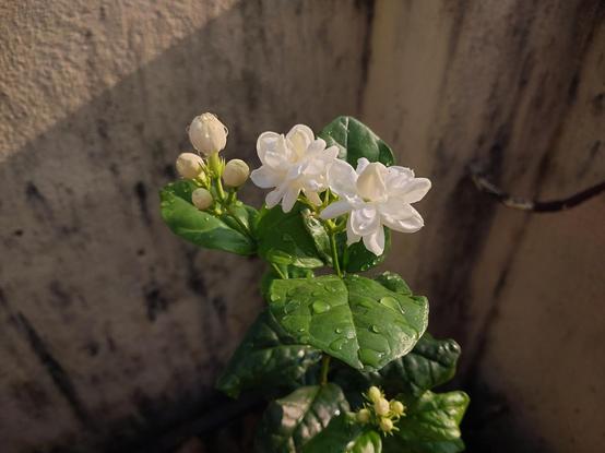 The same Jasminium sambac plant from the previous post in the thread. There are droplets of water on the big glossy green leaves and bright creamy yellow-white buds and two open flowers. The sun is already a strong golden lustre at 7:30 AM.