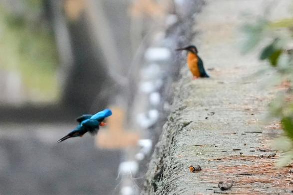 One kingfisher is perched on a concrete embankment while another dives down toward the river below.