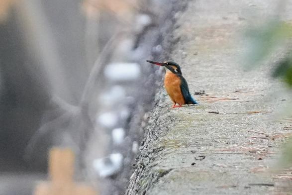 A kingfisher perched on a concrete embankment, standing tall with its beak up.