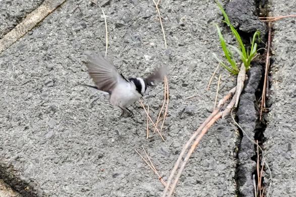 A small white bird with black eye stripes is fluttering down from a concrete wall.