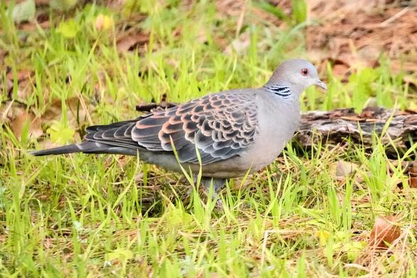 A turtledove with brown and gray scale-patterned wings, a brownish body and a black and white striped patch on its neck.