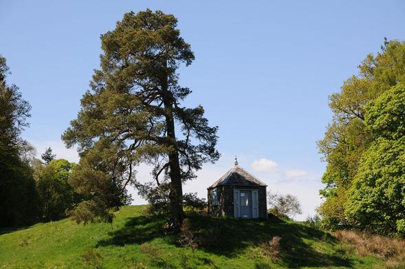 The Earthquake House on the edge of Comrie in Perthshire. The image shows a view up a slight hill to a grassy summit with a large tree growing on it. Just to the right of it is a small square building with a slate roof. There are more trees on either side. The scene is in sunlight.