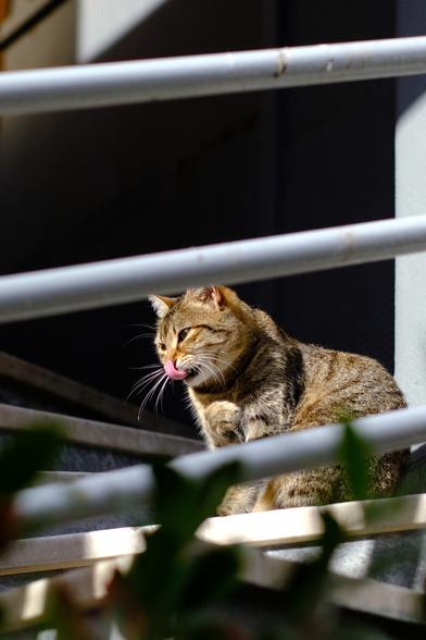 Photo of a tabby cat sitting on a set of stairs. The cat licks its nose. Its long white whiskers glow in the sunlight.