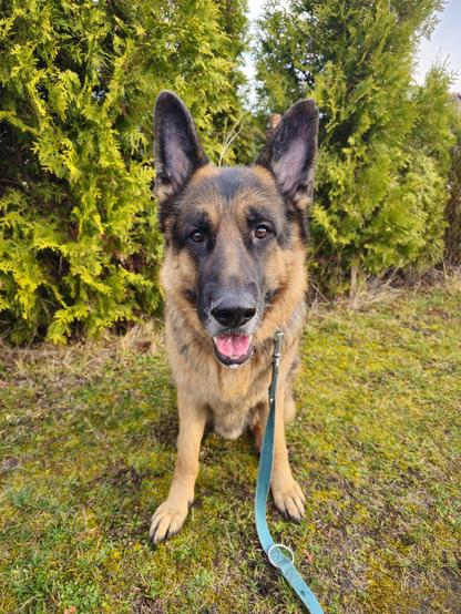 A photo of a German Shepherd Dog sitting on the grassy ground with greenery behind him, leaning forward, and smiling, staring straight at the camera.
