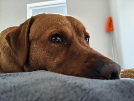 Ted the dog