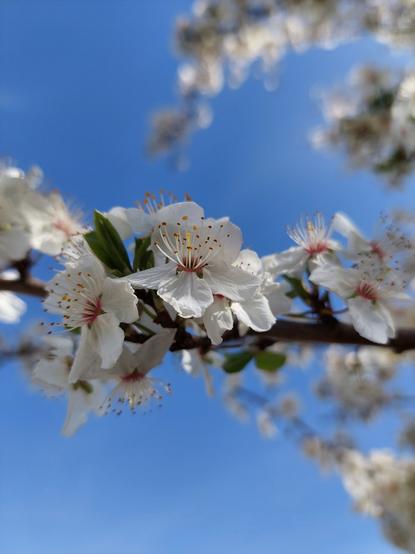 Weiße Blüten einer Schlehe erstrecken sich horizontal durchs Bild. Zwischen den Blüten entfalten sich hier und da die ersten grünen Laubblätter. Im Hintergrund ist der strahlend blauer Himmel.