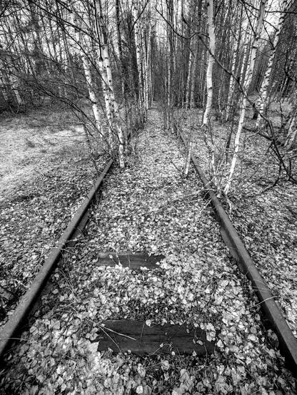 Old railway line with trees growing between the old sleepers.  High contrast monochrome.