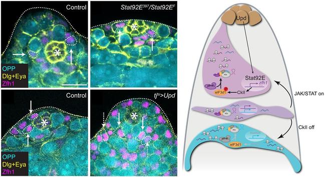 Left: OPP incorporation (cyan) was used to measure global translation rates in testes stained with antibodies against Dlg (yellow) to label the hub and outline somatic cell membranes, Eya (yellow) to label fully differentiated cyst cells and Zfh1 (magenta) to label CySCs. Dashed lines outline CySCs adjacent to the hub (arrows), or in the 2nd row away from the hub (dashed arrows) and fully differentiated cells (arrowheads). Asterisks mark the hub. Top row: A control (+/Stat92E397) testis and a testis from a temperature-sensitive Stat92e mutant (Stat92EF/Stat92E397) after 20h at the restrictive temperature. Bottom row: A control (tjts>  +) testis and a testis with Upd over-expression (tjts>  upd) after 20h at the restrictive temperature. Right: A model of translational control of stem cell fate in CySCs. The hub (brown) produces Upd which leads to the stabilization and nuclear translocation of Stat92E in CySCs (magenta). Stat92E drives transcription of genes encoding self-renewal factors (schematized as purple lines), including zfh1. Additionally, Stat92E promotes the activity of CkII, at least in part by regulating expression of CkII subunits. In turn, CkII phosphorylates the translation initiation factor eIF3d1 (orange), which promotes the interaction between eIF3d1 and eIF4F, leading to canonical cap-dependent translation.