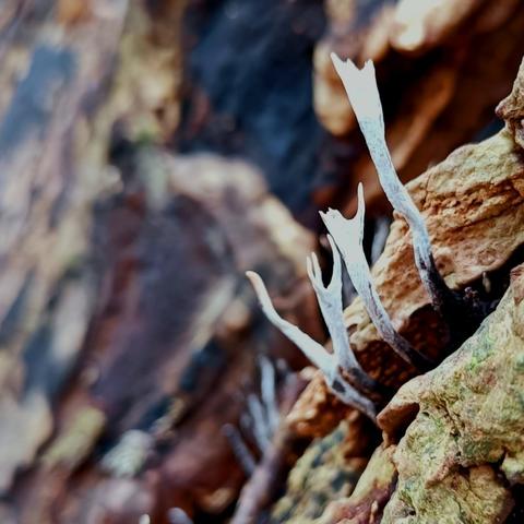 nahaufnahme, makro. aus einer spalte in hell holzbrauner, aber grünlich mit flechten bewachsener rinde sprießen 4 fruchtkörper eines holzpilzes. die sind sehr dünn, gerade mal 1 mm dick, schlauchförmig und verzweigen sich kurz vor der spitze geweihartig in mehrere enden. am ansatz, ganz bei der rinde, sind sie schwarz, den rest leuchtend weiß, sie sehen dadurch etwas wie abgebrannte streichhölzer aus. das passt auch von der größe her, naja, knapp.