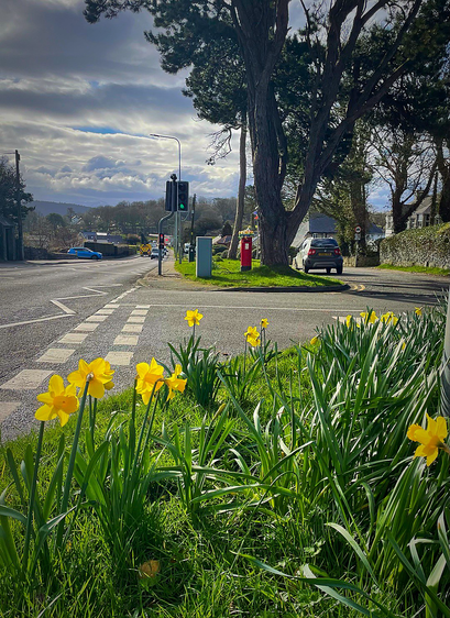 Daffodils in foreground and post box by tree in distance
