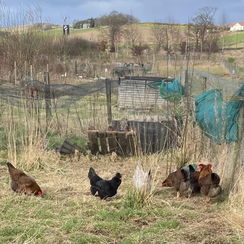 Free ranging chickens in the sun with low hills behind.