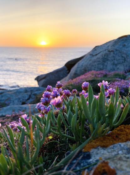Pink translucent flowers in sunset lighting on a rocky coast.