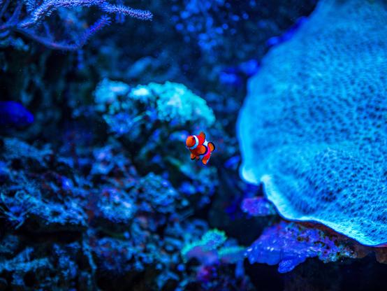 A vibrant underwater scene featuring a clownfish swimming amid coral. The water is illuminated with shades of blue, highlighting the coral textures in the background.