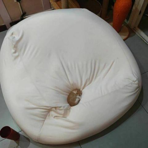 A smol cat cuddled up within a big bean bag