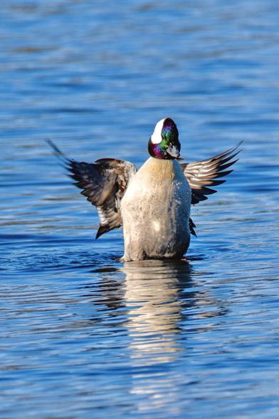 A white duck with iridescent coloring in his head, standing in the water with wings spread as if to signify enormous proportions