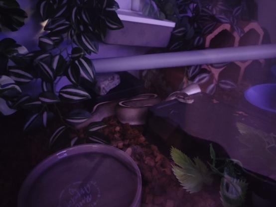 picture of the dumb snake in question