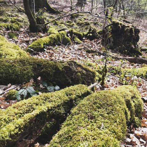 Das Bild zeigt einen Waldboden mit umgestürzten Baumstämmen, die dicht mit Moos bedeckt sind. Zwischen den Stämmen liegen braune Blätter und kleine grüne Pflanzen. Im Hintergrund sind weitere Bäume und Baumstümpfe zu sehen, ebenfalls mit Moos bewachsen. Das Licht fällt durch das Blätterdach und erzeugt helle und dunkle Bereiche auf dem Waldboden. Die Szene wirkt natürlich und unberührt.