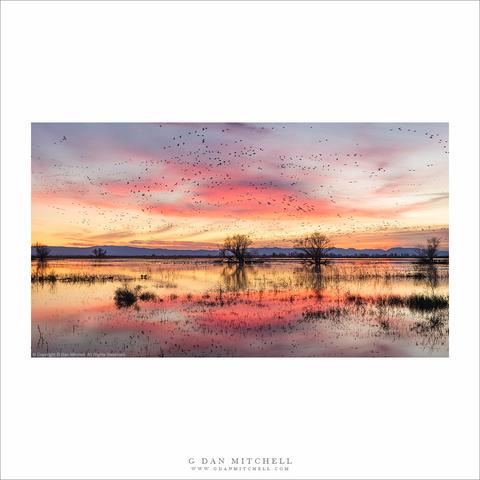 Migratory geese above California wetlands at sunset