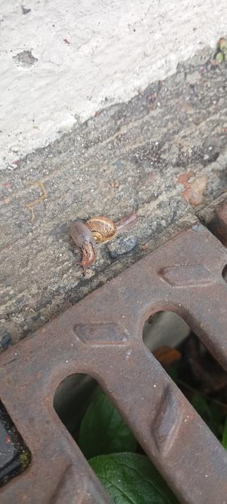 Une photo montrant un petit escargot gris avec sur sa coquille une limace grise tous deux tentant de faire chemin à part sur un sol de béton gris à côté d'une grosse plaque d'égout couleur cuivre sous laquelle on voit deux grosses feuilles vertes.