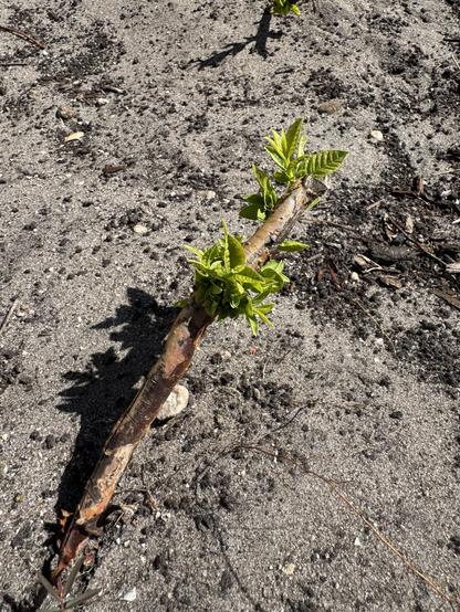 Sprouts of fresh leaves on a root of a guava tree