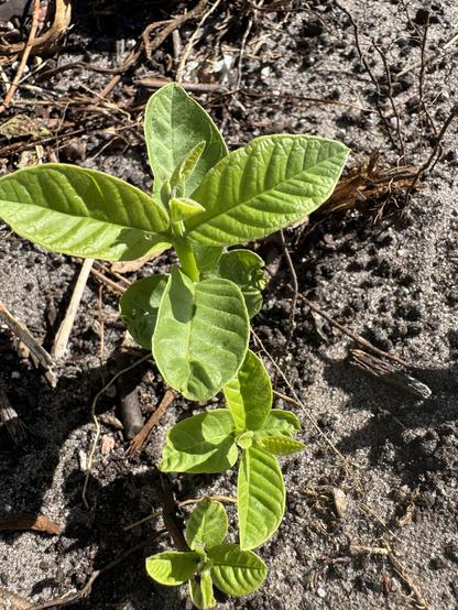 Three saplings of guava