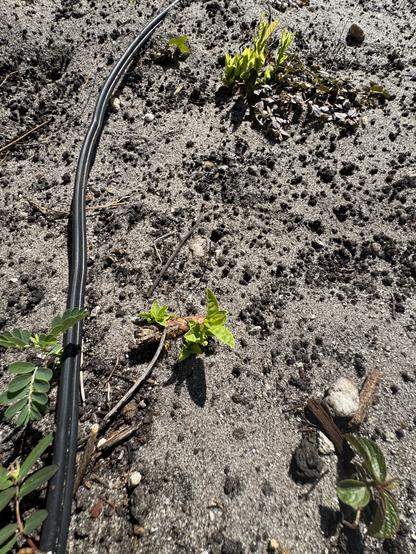 Guava saplings growing along with weeds in sandy soil