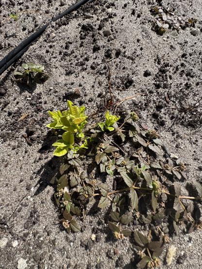 Guava saplings growing along with weeds in the sandy soil