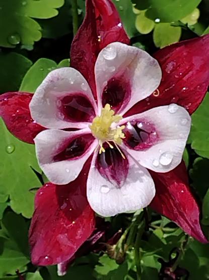 A description from Britannica.com "Columbines are distinctive for their five-petaled flowers that have long backward-extending spurs as pouchlike extensions of the petals, which contain nectar. Sepals and petals are brightly coloured. The leaflets of the compound leaves are usually rounded and notched." This particular bloom is a striking purple and white with yellow pistils.