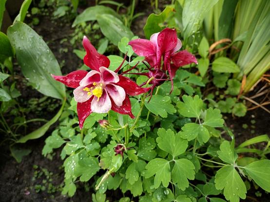 A wider shot of the Columbine pictured previously, showing the entire plant with another bloom facing away, and a third that has died and shriveled.