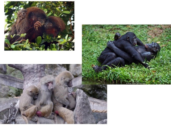 Monkeys and apes' mating and grooming behaviours including a red titi monkey family, baboons in a grooming queue, females behind the male showing oestrus and a pair of bonobos, face to face.