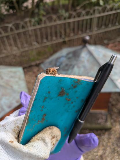 Photo d'une abeille sur la tranche d'un carnet bleu taché avec un stylo noir accroché