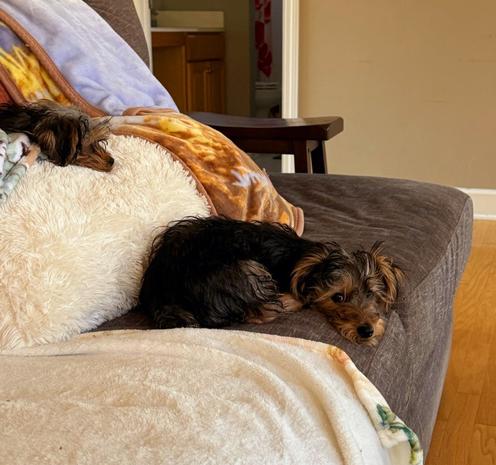 Two Yorkie mix puppies laying on a couch. One on top and one on the seat. A white fuzzy blanket is sealed on the couch.