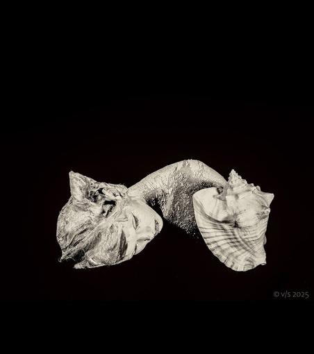 Portrait mit Muschel | Hommage an Man Ray