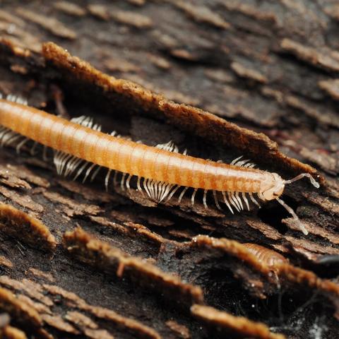 A long, pale orange millipede with a rounded carapace and a round, pale head runs across a dark, grainy piece of wood. The ripples in its many legs are visible.