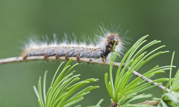 Oruga procesionaria. (Getty Images)
