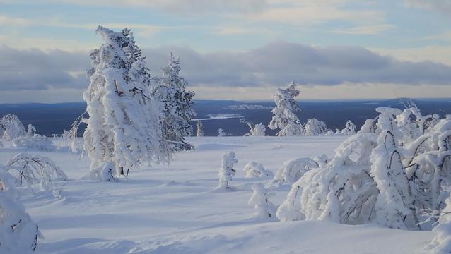 Besneeuwde bomen boven een berg, met lager gelegen gebied op de achtergrond