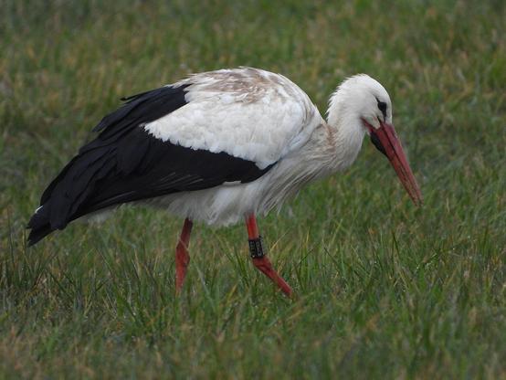 Ooievaar - Ciconia ciconia - zoekt voedsel in een weiland. De vogel heeft een Duitse ring om de rechterpoot. Het dier is geringd als nestjong op 15-6-2015 in Stadland aan de Weser in Duitsland.