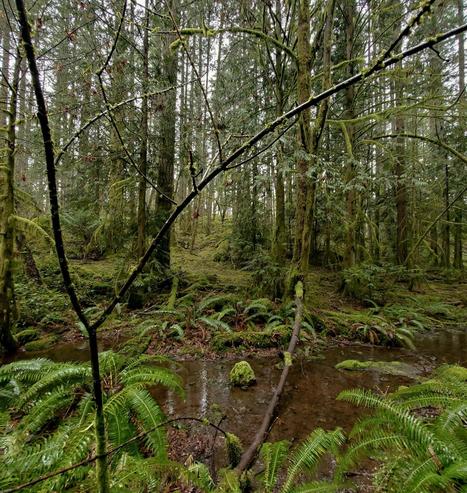 A serene view of a dense, moss-covered forest. A shallow stream flows through the foreground, lined with vibrant green ferns. Trees of varying sizes reach upwards towards an overcast sky; their trunks and branches are covered in thick moss. A fallen log is visible across the stream. The overall atmosphere is peaceful and damp