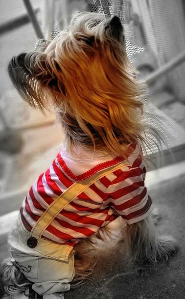 My mom and son's gold and silver Yorkie Thor. He is dressed in overall shots and a shirt. The shirt is a sailor to style shirt with red and white stripes the overalls are light tan with red stitching back pockets and red buttons at the suspenders.