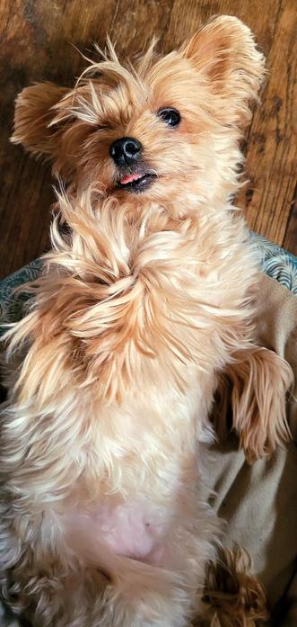 My silver and gold Yorkie Tynie laying on her back in her circle bed with her head hanging off but not touching the wood floor. Her tongue is poking out a bit.