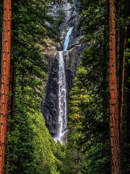 Lower Yosemite Falls Through The Trees

This is an image of Lower Yosemite Falls captured through the trees in Beautiful Yosemite Valley.  The trees, mostly Douglass Fir lead your eyes up to the falls. The perspective is that the trees are shorter further into the image.
The waterfall drops down through the center of the image. The middle section of the falls ends near the top of the image and the final drop is in full view.